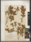 Foto von Salix myrtilloides L.